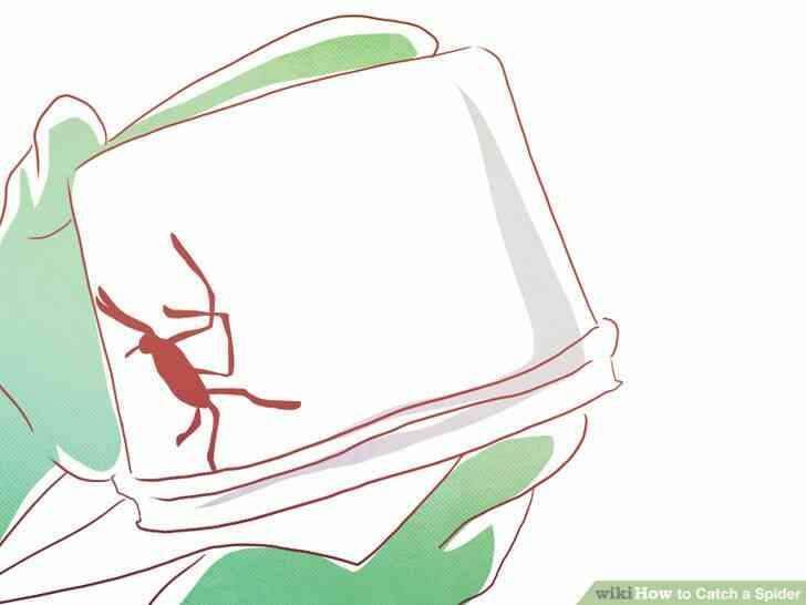 Image intitulée Attraper une Araignée Étape 7